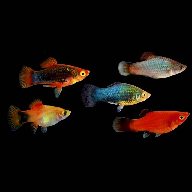 Xiph.maculatus   Platy mix M #